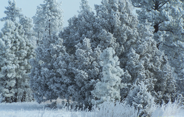 Hoar Frost November 30, 2015